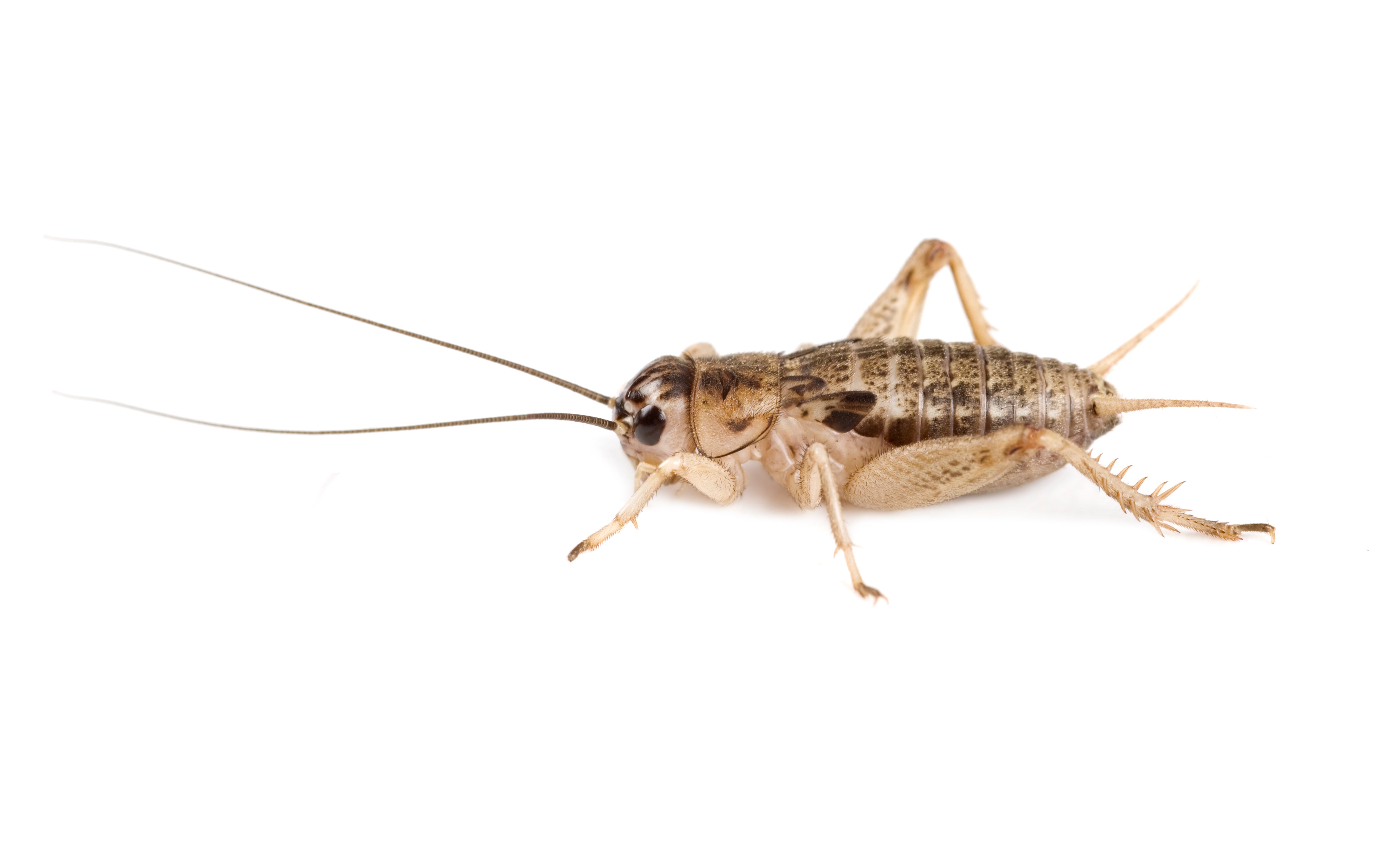 Georgia Crickets - Want something you can keep your crickets in